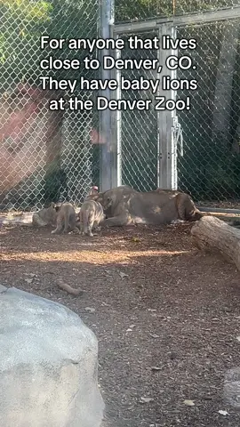 Go see the baby lions while you can 😍🥹 #denverzoo #babylions #denverzooconservationalliance #denver #colorado #zoo #lions #babies #zooday 