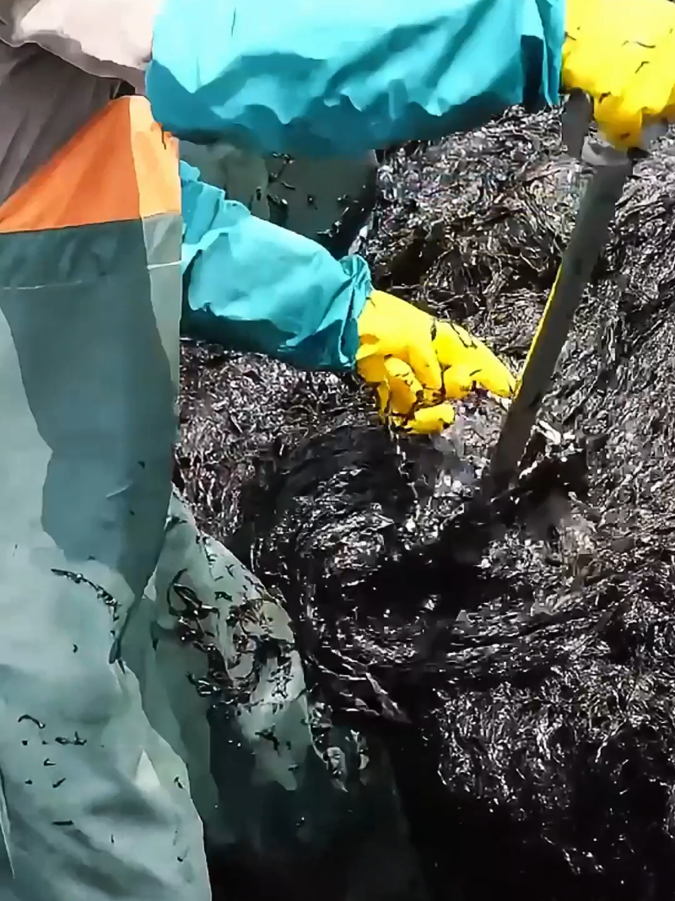 É assim que a alga marinha comestível é produzida!  #conhecimento #curiosidades #alimento 