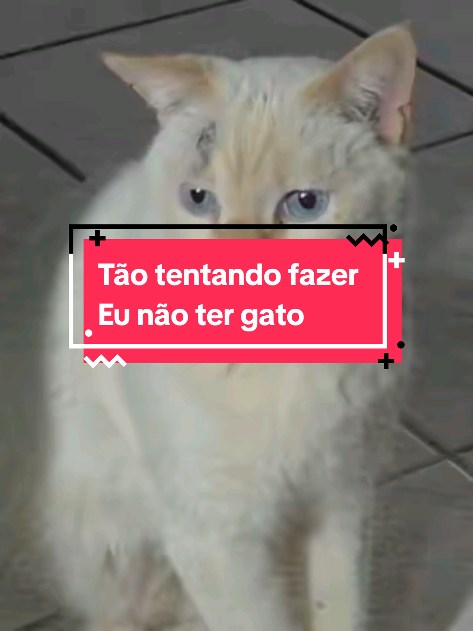 Ela não quer o gato, ela quer dinheiro, tá nem aí pro Bacana