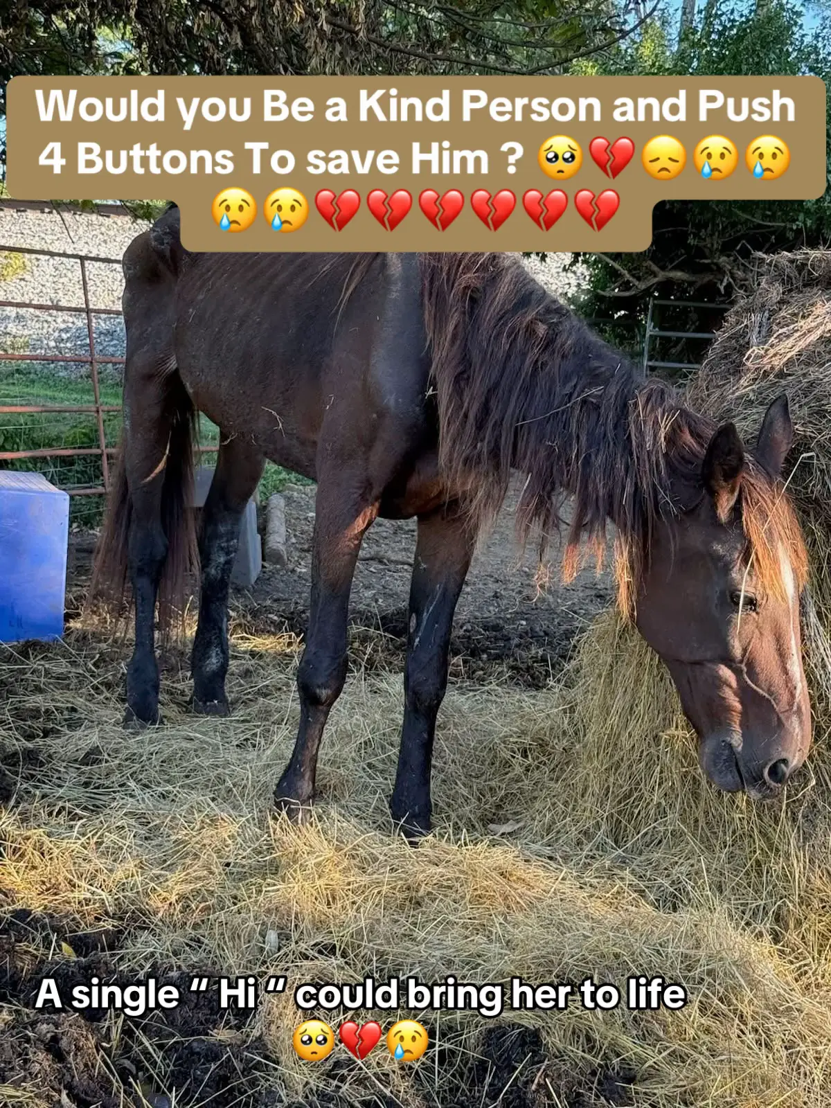 Would you Be a Kind Person and Push 4 Buttons To save Him ? 🥺💔😞😢😢😢😢💔💔💔💔💔💔#trend #fyp #horse #Love #tiktok #fyppppppppppppppppppppppp #reels #page #sad #fypシ 