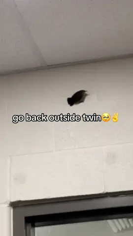 it almost fucking died by running into a window too 💔 #bird #fyp #school #fypage 