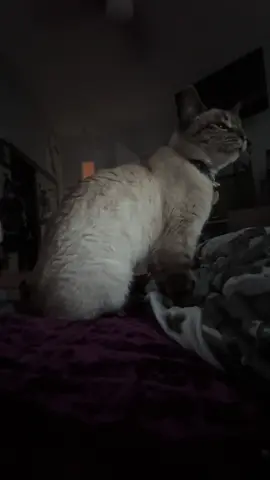 #arthur #meow #cat #catsoftiktok #arthurstunk 