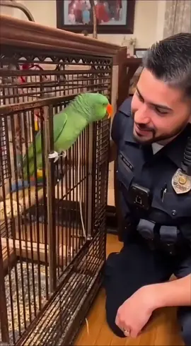 Larry The Parrot vs Police. Don't mess with me! 🔪🦜 #larrytheparrot #parrotsoftiktok #talkingparrot #petparrot #creatorsearchinsights 