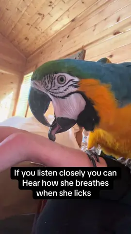 It’s her weirdest habit by far #macaw #rescueparrot #blueandgoldmacaw #parrot #macawsoftiktoks 