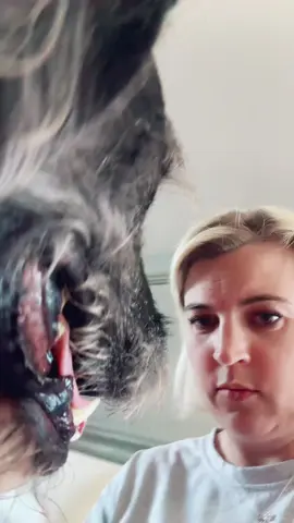 #fyp#dogsoftiktok#greatdanesoftiktok #animals#humor