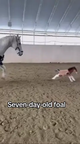 At just seven days old, little Aoi moves with the grace of a spirit far older than his tiny body. Each step lands with purpose on the soft sand, each movement guided by an ancient rhythm written into his blood. His gallop may look fragile, but it is a miracle shaped by evolution itself, the instinct to survive, to move, to live. Born a precocial mammal, Aoi came into the world with strong legs, open eyes and a heart already beating to the wild’s eternal song. He is small, yet his presence fills the sandy arena. Built to stand, to explore, to feel the world around him, he is proof that life wastes no time teaching courage. Even as a miniature horse, Aoi’s spirit is vast. His playful runs across the sand are not a show, they are the beginning of a story nature has been writing for millions of years. Eighty percent of his adult leg length already carries him forward, but what truly drives him is something unseen, a soul that refuses to stay still. By his side walks Zembra, a full sized horse and a gentle guardian. He stays close, lowering his head each time Aoi moves too far. His calm presence wraps around Aoi’s energy like a quiet shield. To Aoi, he is safety and strength, a living guide in a world still new. Every step they share on the sand becomes a lesson, not just in how to move, but in how to trust, to grow, to belong. Together, they live at ZeN Riding Club in Yamagata, Japan, a place where patience and kindness fill every corner. Here, horses are not simply trained or cared for, they are understood. The people around them move slowly, speak softly and treat every breath as a part of something sacred. Aoi’s journey has only just begun, yet already he is surrounded by love, wisdom and the quiet guidance of those who want him to thrive. Inside this riding club, a tiny horse reminds us that life does not wait for the perfect moment to begin. It begins now, in motion across the sand, in warmth, and in the courage to stand and run toward everything waiting ahead. Credit; @zenridingclub  #viral #animallover #viraltiktok #horse #foal 