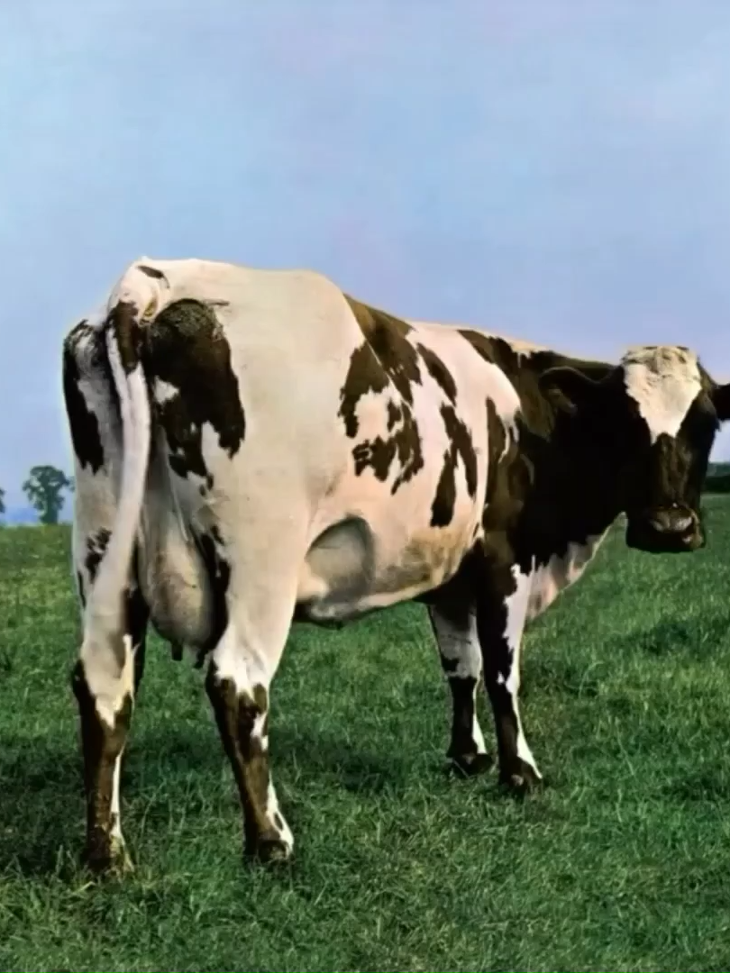 A única 🐮 capaz de levar para o vácuo.‍ 🚀