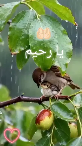 #اكسبلاور #بلاو #tiktok #xbyzca 