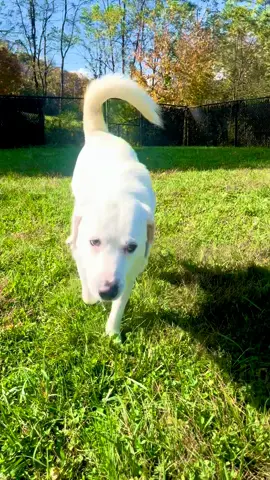 Play reveals personality. 🐾 You won’t meet the real dog in a kennel run. But toss a squeaky toy? 🎾 Suddenly you’ve got a goofball, an athlete, or a tug-of-war champ on your hands. From Panic to Play: Blanka’s Breakthrough 💫 Blanka didn’t barrel into our lives head high and ready to go. He came in quiet, tight-bodied, wide-eyed, and unsure of everything. Found as a stray, he didn’t have a backstory—just fear written all over his posture. 😔 He was scared of collars. Scared of leashes. Scared of us. At first, we gave him space. Then, slowly, we offered him trust, on his terms. A calm voice. A steady hand. 🫶 A few steps forward, a few steps back. But day by day, Blanka started choosing courage. 💪 He learned that the leash didn’t mean control—it meant a walk. That the collar wasn’t a trap—it was a ticket to the outside world. 🌎 That hands weren’t something to fear—they were how you got belly rubs. 💗 And then came the tennis ball. 🎾 Blanka didn’t just chase it—he lit up, he danced! 💃 The dog who once panicked at the sound of a buckle now flew across the play yard like he’d done it his whole life. His body relaxed. His eyes softened. And for the first time, we didn’t see his past—we saw his future. ✨ That’s what play does. It reveals the dog behind the fear. And for Blanka, it became the bridge between survival and belonging. 🧡 Blanka isn’t a dog of concern anymore. He’s ready. For a home. For love. For joy. 🏡 And it all started with a little green, a tennis ball, and a safe place to chase it. Donate to our capital campaign today! 🛠️🐶 #PlayWithPurpose #FromPanicToPlay #DogJoy #wataugahumanesociety 