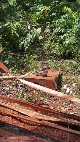 Pikat ijo mini asli Sumatra 👾#mikatburung #fyp #kicaumania #ijominisumatra 