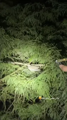 #حمام #قمري #نبيله #الروقي 