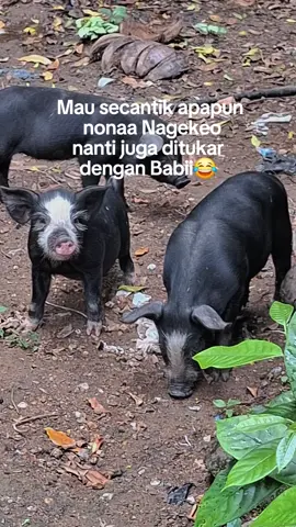 benar too #fyppppppppppppppppppppppp #nagekeo #nttpride🏝🔥 #nttpride🏝🔥fypシviral 