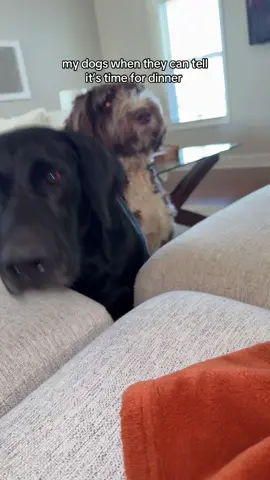 They know it’s 5:00 #fyp #dinner #lab #bernedoodle #foryoupage 