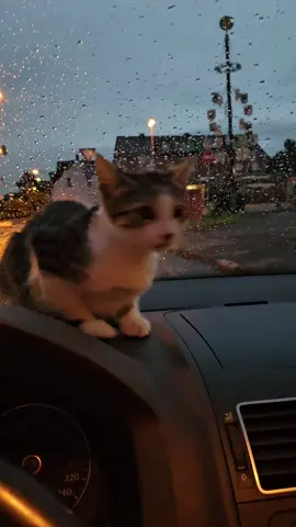 Es war der tag an dem ich in Deutschland um 5:45 morgens angekommen bin mit dem Auto nach 2000kilomter,  wo ich die katze in albanien gesehen habe,habe ich entschlossen sie mit zunehmen,ich war sofort verliebt und ich könnte sie nicht da lassen,Jetzt ist sie in Deutschland gesund und munter ❤️  #cat #fy #fouryou 