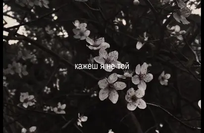 #couple #kitten #autumn #kiss #fyp 