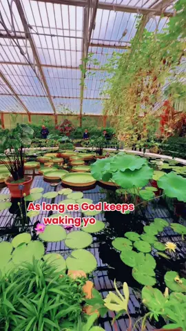 “Despite being in dark and challenging conditions, they overcome all obstacles to blossom and a beautiful flower emerges into the light. Like the water lily, our greatest growth often comes from life's lowest points