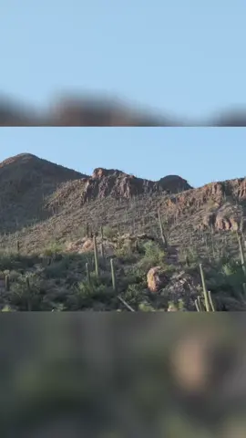 Packrat middens are common sites for rattlesnakes to live throughout the year. That means that, especially in areas where natural rocky formations are absent, they are ideal locations for relocations. The snakes can escape deep into the ground to hide in thermally protected areas.