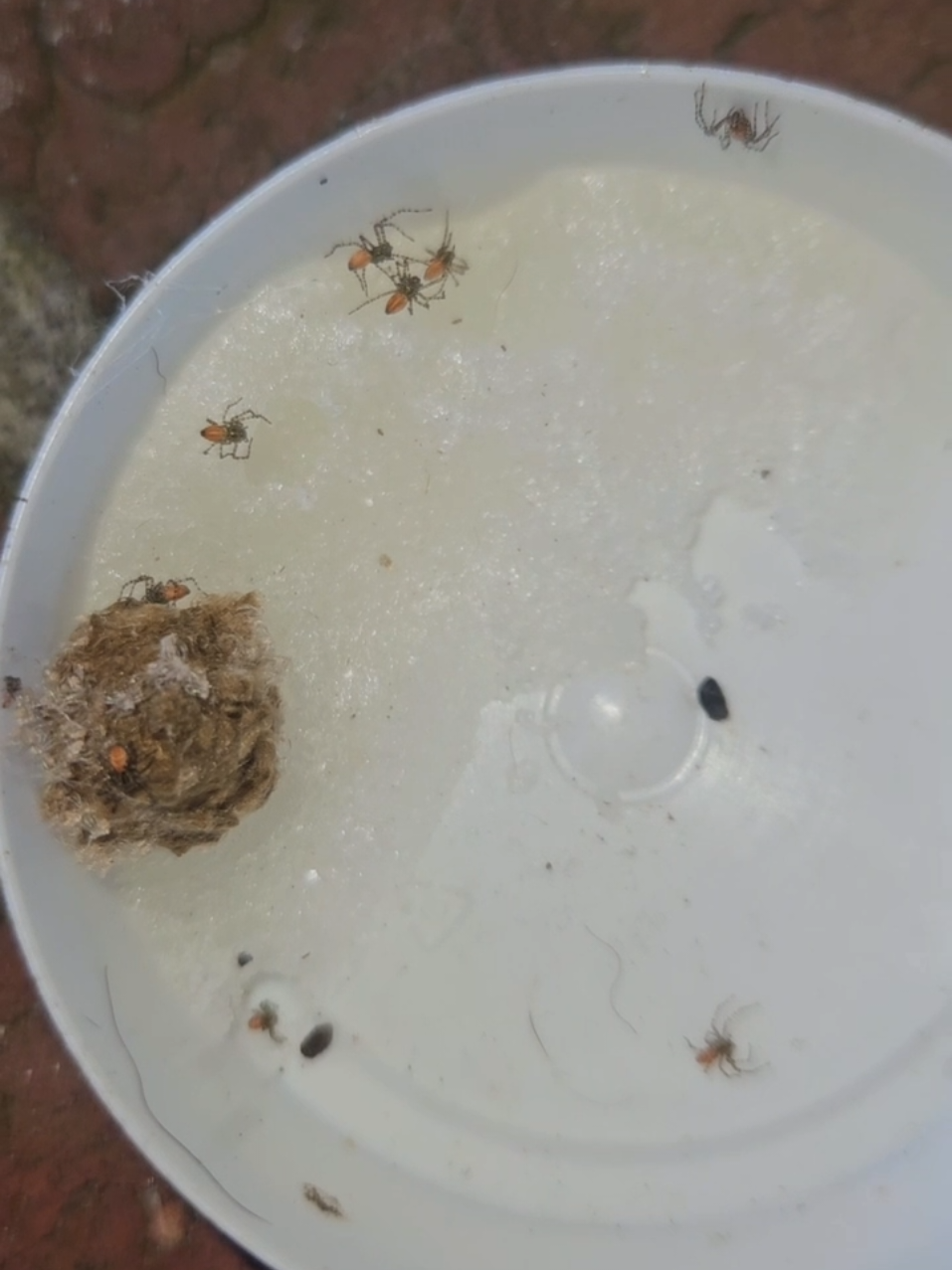 Do we need a new cage or should they be good? #spiders #baby #mutation #Science 