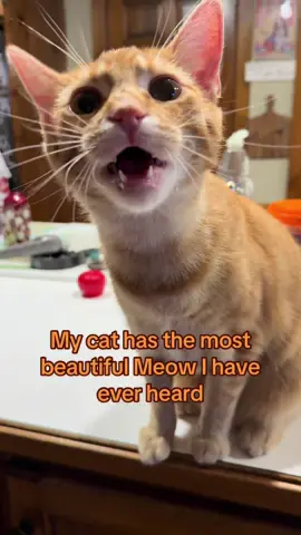My cat has the most beautiful and unusual meow I have ever heard 😳🥰 #catlover #catsoftiktok #fyp #weirdpets #orangecatsoftiktok 