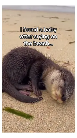 She was separated from her mom by the tide… #wholesome #animals 