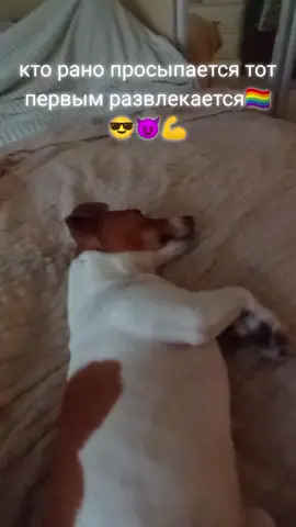 #ночь #горячаяночь #жарко #собака #джекрассел #джекрасселтерьер #dog #hot #hollyshit #кторанопросыпаетсятотпервыйразвлекается #развлекаюсь #fyp @GLEB_BORISOVICH¹⁴¹ 