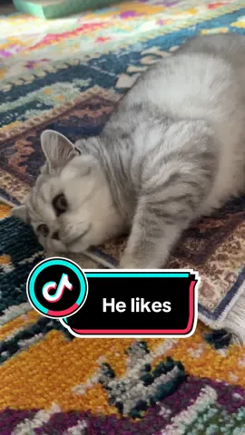 Marcello approves #catnip #kittenreacts #kitten #scottishstraight #fyp 