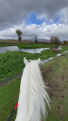 #fyp #viral #lebanon #خيل 