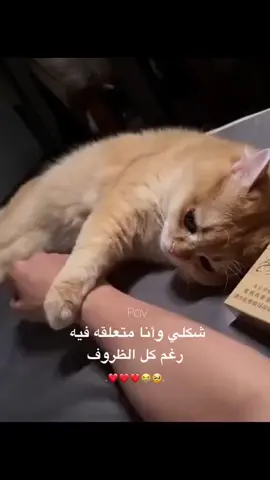 #بحبك  #حب  #عشقي 