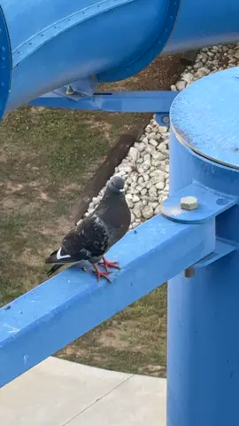 Da Caucasian pigeon day 38
