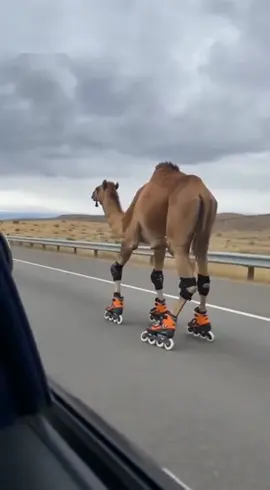 #🐪 #camel #rollerblades 