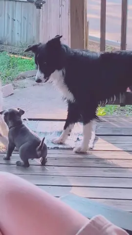 He's got my two high on the biting list! They really are so good with puppies though! #bullyXL #Bully #bordercollie #miniaussie #dogsoftiktok 