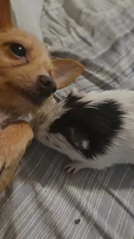 #perritos #mascotas #perros #chihuahua #cuyos 