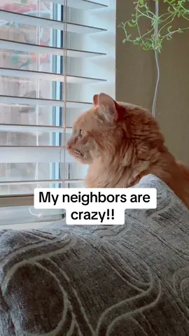 He is very nosy. #catlife #catsoftiktok #cattok #cats 