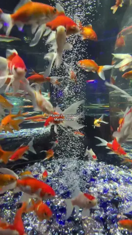 This room was so fun 🍃🫧🌐🖥️🪼 #frutigeraero #aquarium #ripleysaquariummyrtlebeach #myrtlebeach #aesthetic 