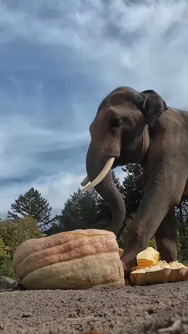 They did the mash  #SquishingOfTheSquash #animals #OregonZoo #asmr #squish 