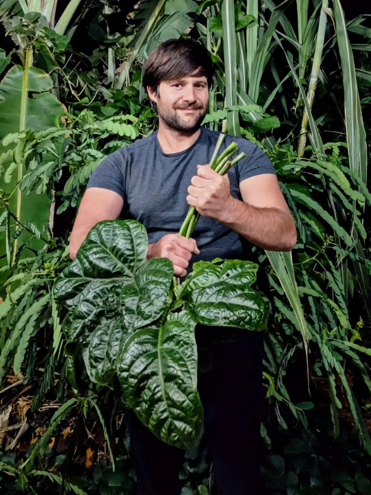 Tongan spinach (Abelmoschus manihot), also known as bele or aibika, is a leafy green vegetable and close relative of okra with a mucilaginous texture.  An attractive shrub with large, glossy leaves and striking burgundy stems, it adds a tropical vibe to an edible landscape. . . Now, how has this plant convinced me in just one growing season that it will likely become a staple summer veggie for me? . . Firstly, it's incredibly resilient, adaptable, and requires little care. Mine has weathered triple digit temperatures without damage, and it handles part shade very well.  Plants for a Future lists the minimum hardiness zone as 9.  If it can withstand chilly and moist zone 10a California winters without flinching, it'll be a real winner. . . Secondly, it is a perennial that is easily established from cuttings.  This is my first year growing it, so next year I will harvest a number of cuttings to begin accumulating planting stock for my project sites. . . And then of course, the YIELDS.  This plant is just getting going, and I can already harvest about 2-3 huge leaves per week - enough to incorporate into a recipe that will feed my family of three.  My plant is now beginning to develop laterals, so I'm expecting production to skyrocket next year. . . Lastly, it's absolutely delicious.  It's quite slimy when raw but has a pleasant mild, earthy flavor.  It's even better when you incorporate it into a slow cooker stew or curry, where it develops a soft melt-in-your-mouth texture with no sliminess at all.  The recipe shown here incorporating it is slow cooker butter chicken. . . My utmost gratitude goes to the generations of plant breeders from Asia and Oceania who have transformed this plant into the incredible food source it is today, as well as to my friend Natalie for gifting me the original cuttings. . . I will report back in spring with the results of its first overwintering! . . . . #UrbanGardening #Permaculture #GardenTok #FoodForest #solarpunk 