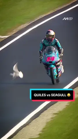 Close call more like close GULL for Quiles! 😂🐦😅 #AustralianGP 🇦🇺 #MotoGP #SportsOnTikTok 