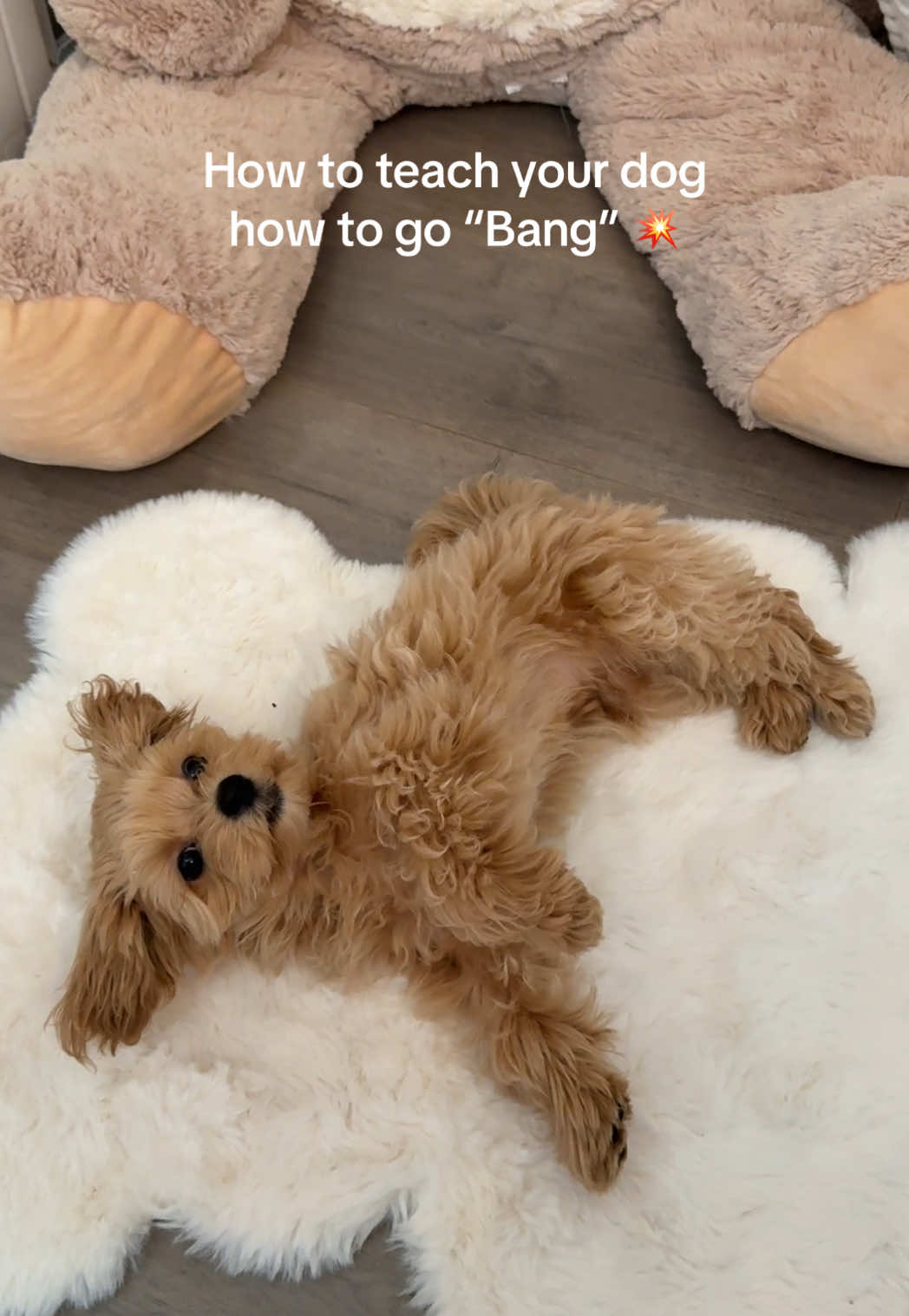Per popular request! The dramatic flop is all Toby though 😂🐾 #maltipoo #cutepuppy #puppytraining #dogsoftiktok 