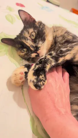 #fy #sunshine #cat #fyyyyyyyyyyyyyyyy #Love 