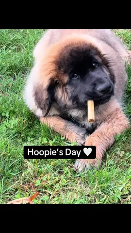 Is it me or has he doubled in size?  He is growing up to be the sweetest, handsomest boy and we love him so much. #bigdog #leonberger #newpuppy #hooptok #fyp 