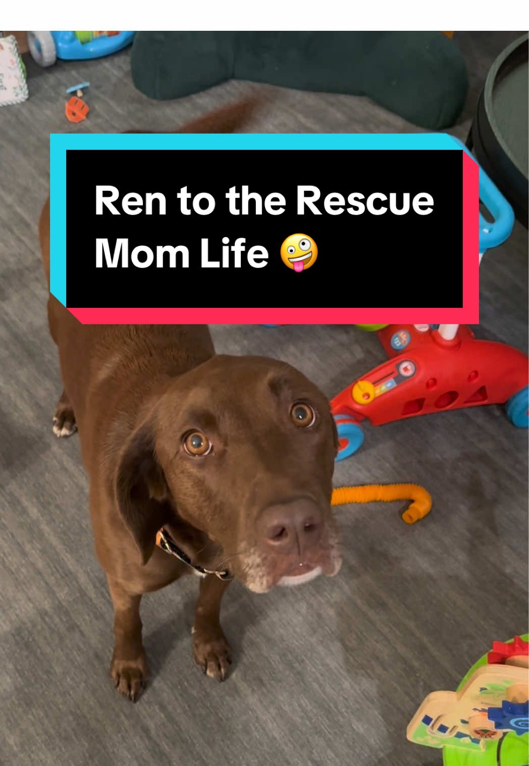 They said the dog might feel left out once the baby came… But she didn’t just stay part of our world — she expanded it. 💛 Ren’s proof that love doesn’t divide when life changes — it grows. And sometimes, the best helpers have four paws and the softest hearts. 🐾👶 #DogAndBaby #dogsoftiktok #Dog #dogmom #newmom 