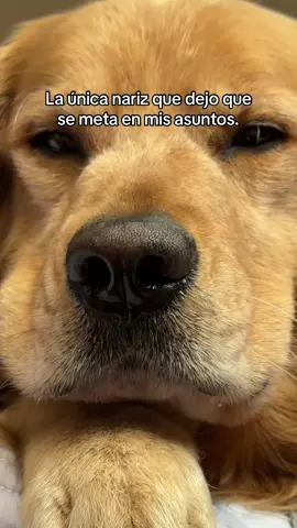 Una nariz húmeda y fría 🥹🥰🫧 #perros #goldenretriever #metiche #nugget 