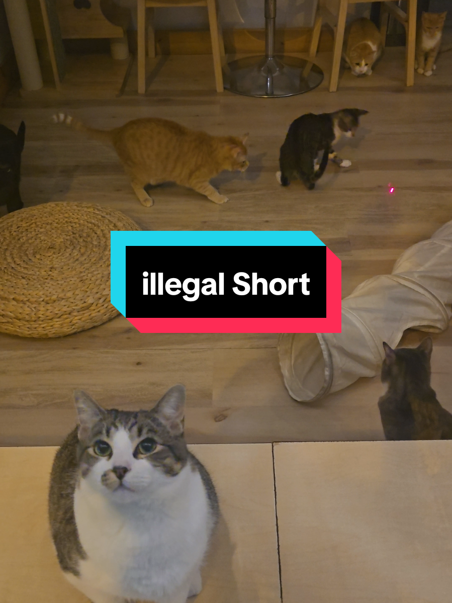 the main video post wasn't going #viral  so here is a short of it just a #towtruck  using his #freewill  to cause some #trouble at the local cat cafe  #catsoftiktok @PylonHead 