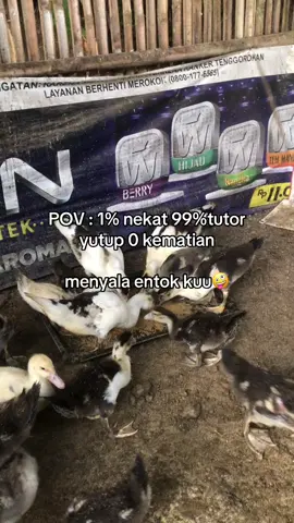 Versi kalian gimna bre🤪#entok #peternakentok #peternakgenz 