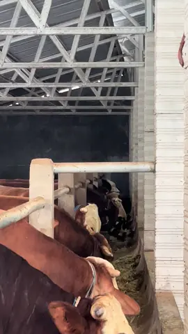 mengalir sajaa☺️☺️#peternaksapiindonesia #peternakmuda #foryoupage #gusiqdammuhammad #fypシ゚ 