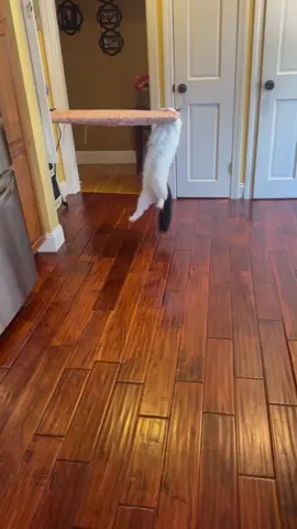 Training  #cat #catsoftiktok #funnycat #olympics 