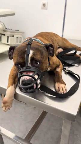 📍Vitoria 🩵KA🩵 Hoy hemos ido al veterinario con Ka porque este último mes en el chenil ha perdido mucho peso. Bebía agua de manera compulsiva, salivaba en exceso y tiene la piel muy mal. Pues bien, todo esto se resume, aparentemente en estrés. Ka parece haber tenido una familia hasta este verano y ha llevado muy mal acabar abandonado en una jaula. Es un perro súper sumiso, cariñoso y noble. No entiende por que acabó ahí, que ha hecho mal, y eso ha hecho que llegue a auto lesionarse. Las primeras pruebas no muestran problemas de salud. Simplemente necesita buena alimentación, cariño y una cama calentita. De momento irá a la guarde ya que nadie se ha ofrecido como acogida… Ponemos la manera de ayudas con sus gastos ya que no podemos abarcar más. 𝗕𝗶𝘇𝘂𝗺 𝟲𝟯𝟳 𝟵𝟳𝟬 𝟬𝟭𝟴 (KA) - 💴 transferencia: CaixaBank ES98 2100 4061 1122 0032 4032 💚 teaming: búscanos como los olvidados asociación protectora y colabora por tan solo 1 euro/ mes. 📦 huchas solidarias: pregúntanos por la localización de nuestras huchas para poder aportar 💙PayPal: losolvidadosA