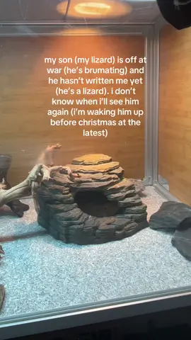 so much for an emotional support lizard #beardeddragon #brumation #PetsOfTikTok