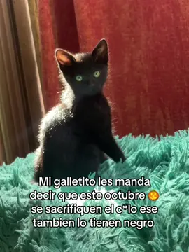 Lo que mi galletito y todos los michis negritos les mandan decir 🫢🐈‍⬛ #gatos #michis #gatonegro #mascotas #catlover