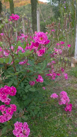 Quem conhece essa rosa,  arbustiva e muitíssima perfumada!😘